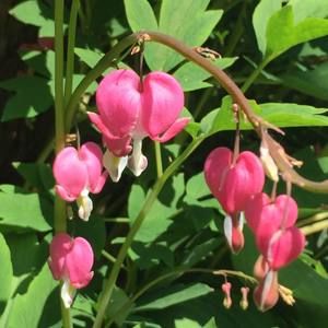 Meet your Posher, Janet